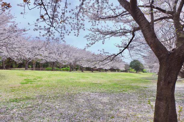 istock Landscape of cherry blossoms in full bloom. 1437656457