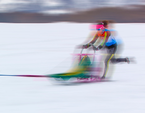 Young woman controls the sled dog competitions in the winter. Blurry in motion