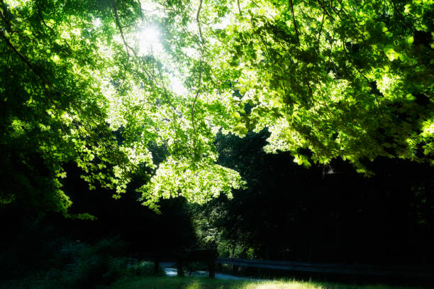 Trees at the top of a grassy hill on a sunny day in a city park. Ron Basford Park, Granville Island, Vancouver.