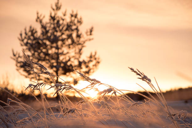 istock Grass in the morning sun 1437660242