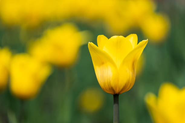 selective focus on yellow tulip flower, background blurred. field of flowers in spring time