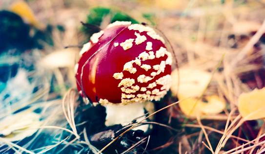 Autumn time means toadstools with a red cap in the woods. The poisonous fly agaric or fly amanita