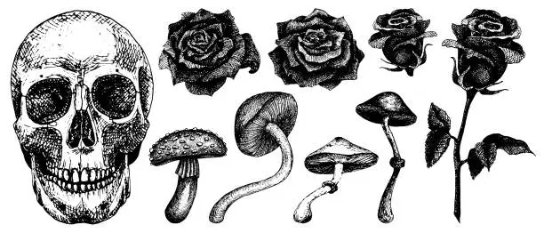 Vector illustration of Illustration for Halloween or Santa Muerte holiday. Set of hand drawings: skull, roses and mushrooms