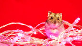 Cute pet hamster