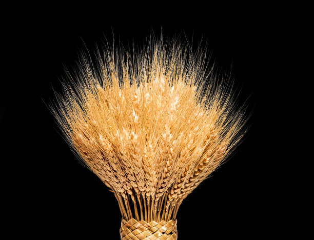 Ears of rye