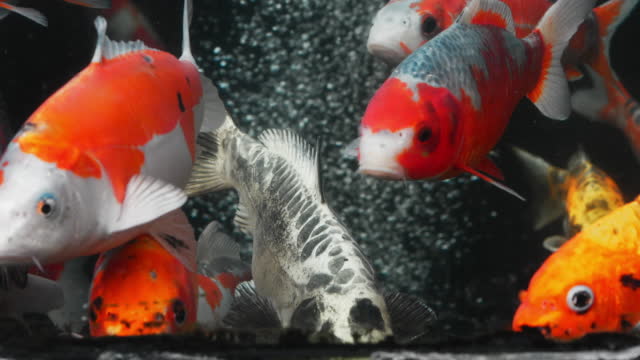 Beautiful colorful craps (koi fish) pop up to breathe, in the pond
