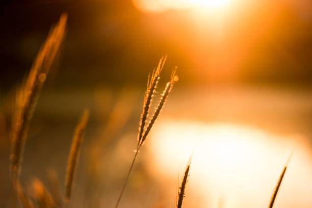 istock Selective focus shot of a wheat in sunset 1437666430