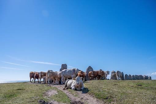 The cattle resting in the meadow near Ale's Stones. Scania, Sweden.