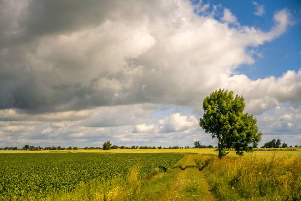The beautiful cloudscape above the green field with trees.