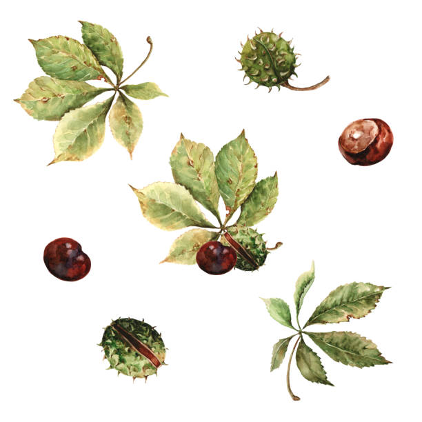 satz isolierter elemente herbstkastanienblätter mit braunen runden früchten. botanische clipart. handgezeichnete aquarellillustration auf weißem hintergrund für kartendesign, einladung, glückwünsche, banner - chestnut stock-grafiken, -clipart, -cartoons und -symbole