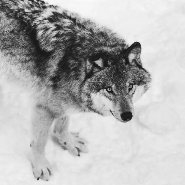 istock Beautiful black and white wolf standing in the snow 1437666769