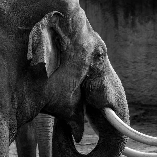 A grayscale of a side view of an elephant head