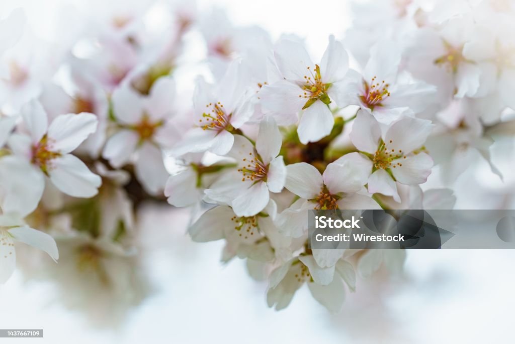 Primer Plano De Espectaculares Flores De Cerezo Blanco Foto de stock y más  banco de imágenes de Blanco - Color - iStock