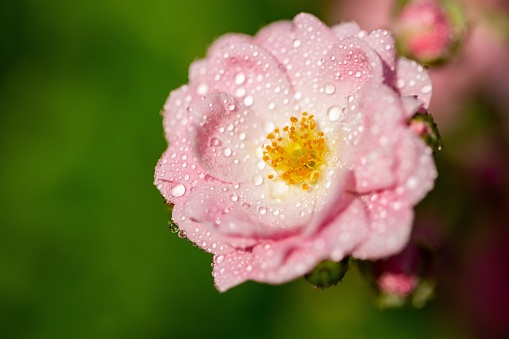 A selective focus shot of a pink flower with some droplets on its petals