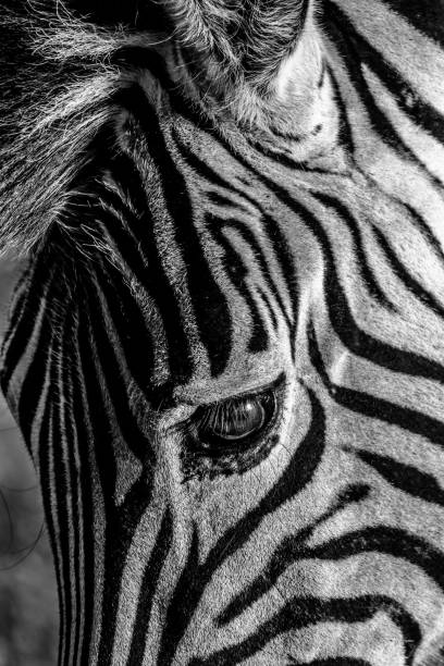 istock Closeup shot of a zebra head 1437667452