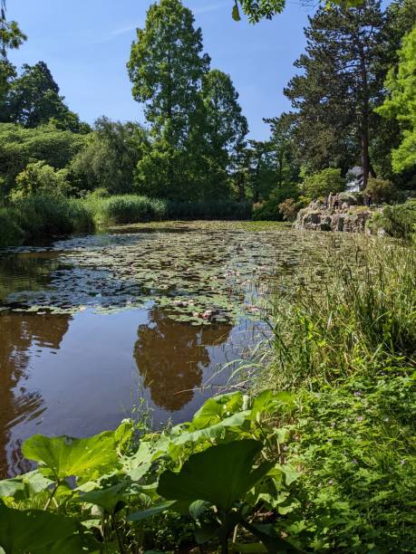 istock Vertical shot of a calm river surrounded by green trees 1437667453