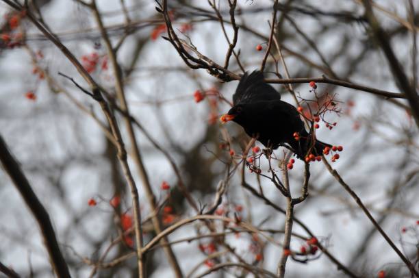 istock Blackbird sitting on a branch and eating rowan berries 1437667501