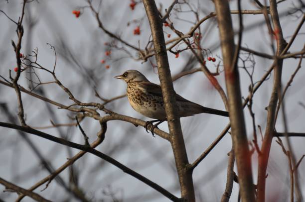 istock Thrush sitting on a branch and illuminated by the setting sun 1437667653