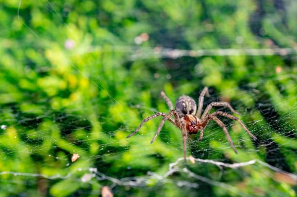 Closeup shot of a grass spider on a spider web
