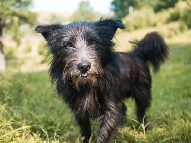 istock Cute black terrier dog playing in a green grassy field 1437667686