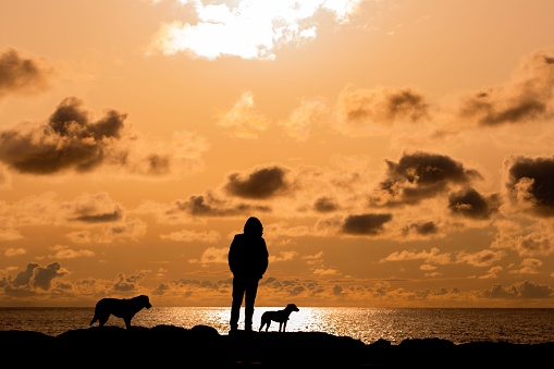 A beautiful silhouette of a person and two dogs on a beach during a golden sunset