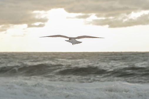 A closeup shot of a seagull flying over the moving sea waves with open wings under a cloudy sky