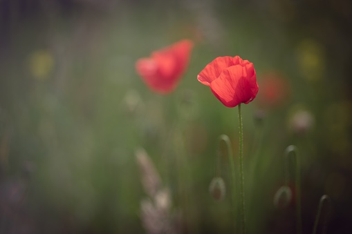 Closeup shot of red Shirley poppy with a blurred background