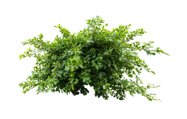 istock Tropical plant flower bush shrub tree isolated on white background with clipping path 1437668093