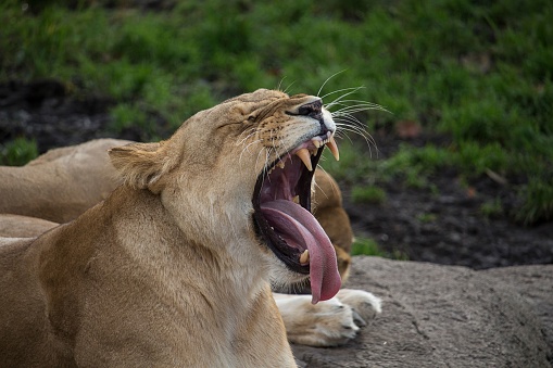 A closeup shot of a female lion roaring