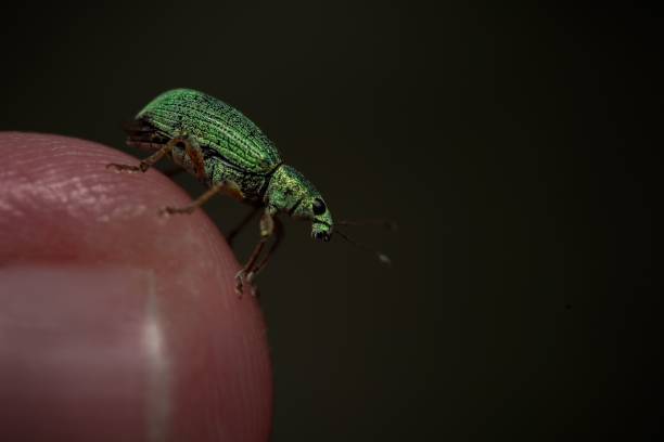 A macro shot of a leaf weevil on a finger