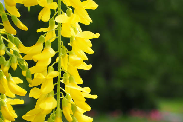 Soft focus of golden chain flowers with a blurry background in Halifax, Canada A soft focus of golden chain flowers with a blurry background in Halifax, Canada bright yellow laburnum flowers in garden golden chain tree image stock pictures, royalty-free photos & images