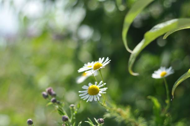 closeup of matricaria chamomilla, german chamomile. - chamomile plant german chamomile summer green imagens e fotografias de stock