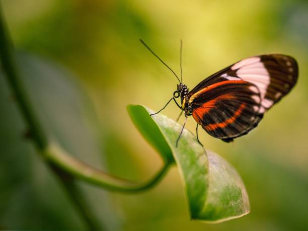 istock Selective focus shot of a beautiful butterfly on a green leaf 1437668732