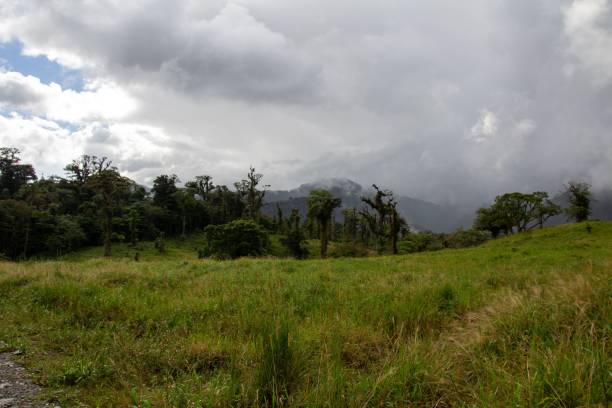 istock Green trees in a mountainous area on a cloudy day 1437669267