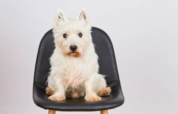 istock West Hiland white terrier sits on high chair waiting 1437669293