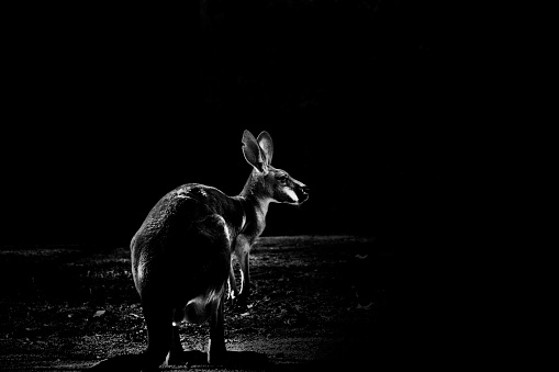 A closeup shot of a beautiful kangaroo isolated on the black background