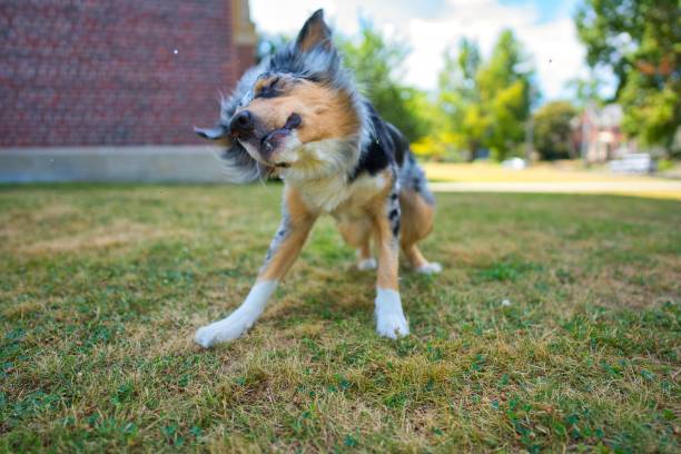 A tricolor Australian Shepherd shaking its head outdoors