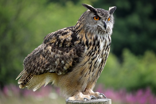 A closeup shot of a Eurasian eagle-owl (Bubo bubo) standing on the wood