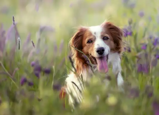 A selective focus shot of an adorable Kooikerhondje dog in a field