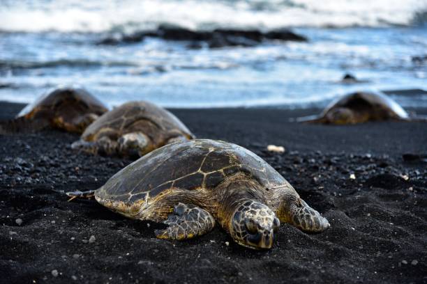 istock Turtles arriving on a black sand beach 1437669814