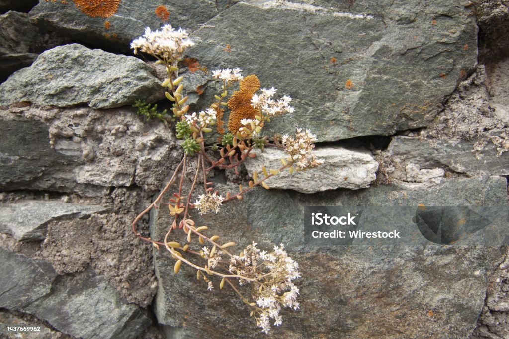 Wildflowers growing through the rocks near the Fenestrelle fortress in Piedmont, Italy The wildflowers growing through the rocks near the Fenestrelle fortress in Piedmont, Italy Beauty Stock Photo