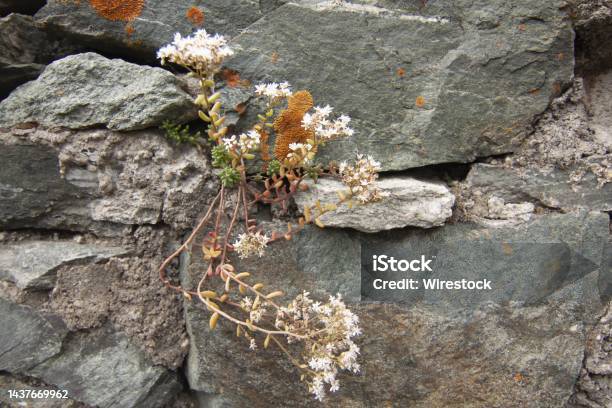 Wildflowers Growing Through The Rocks Near The Fenestrelle Fortress In Piedmont Italy Stock Photo - Download Image Now