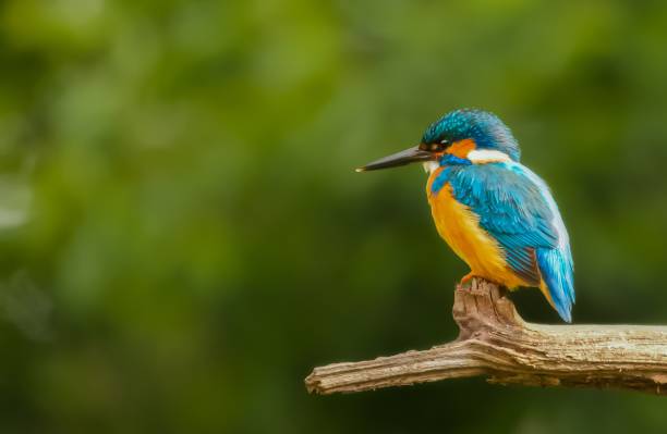 istock Selective focus shot of a colorful kingfisher bird sitting on a tree branch 1437670366