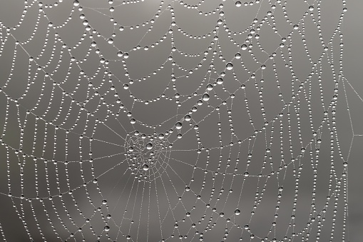 A selective focus shot of a spider web