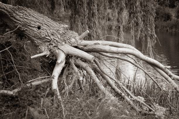 A grayscale shot of a fallen tree resembles a giant squid