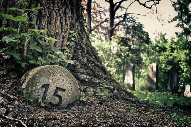 istock Closeup shot of a tree with a cemetery in the background 1437670843