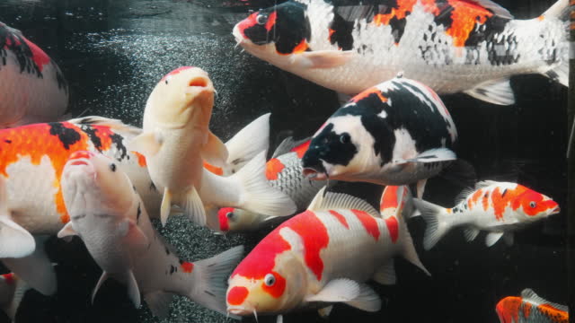 Beautiful colorful craps (koi fish) pop up to breathe, in the pond