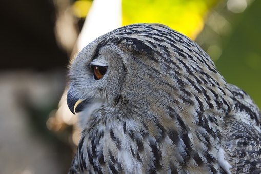 A closeup shot of an owl with open beak