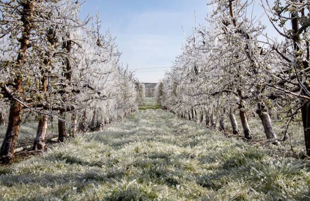 A Fruit trees in spring covered with a layer of ice against the sun