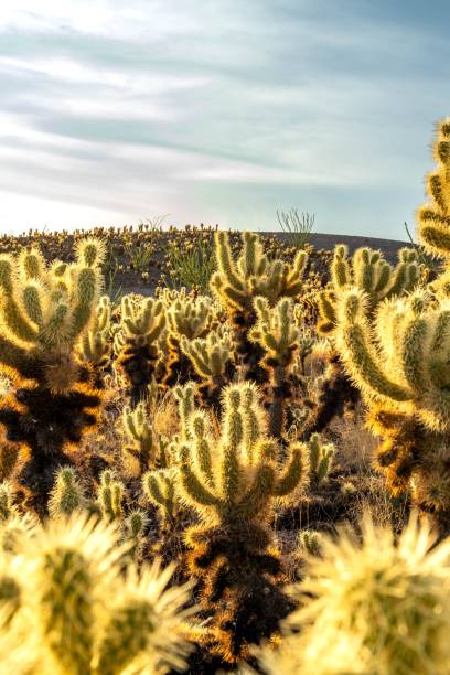 istock Beautiful view of prickly pear against blue sky 1437671661